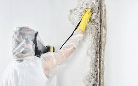 Best Mold Removal for HVAC Installations in Albion, NY